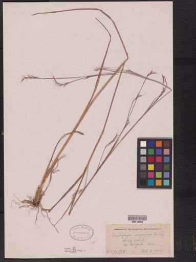 Schizachyrium scoparium