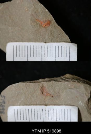 undet. Xiphosurida