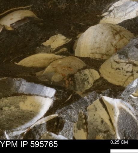 Protocardia sp.