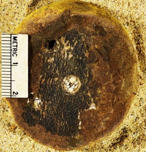 Stigmaria sp.