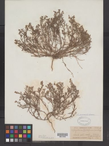 Spergularia marina