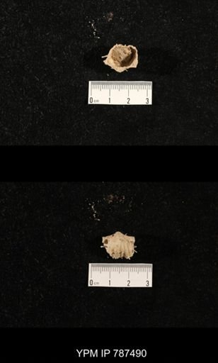 undet. Brachiopoda