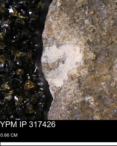undet. Mollusca