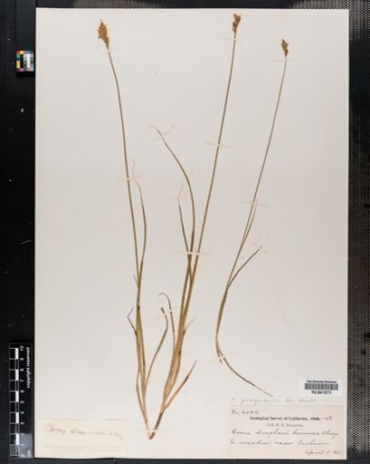 Carex praegracilis