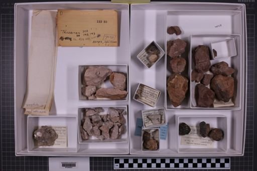 mixed taxa, stratigraphic collection