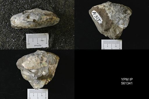 Discoscaphites sp.