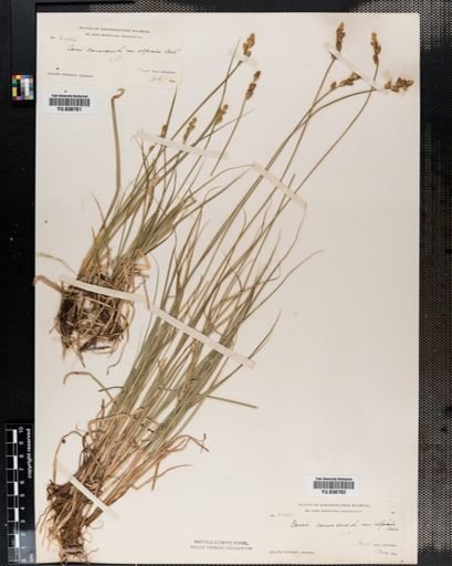 Carex canescens