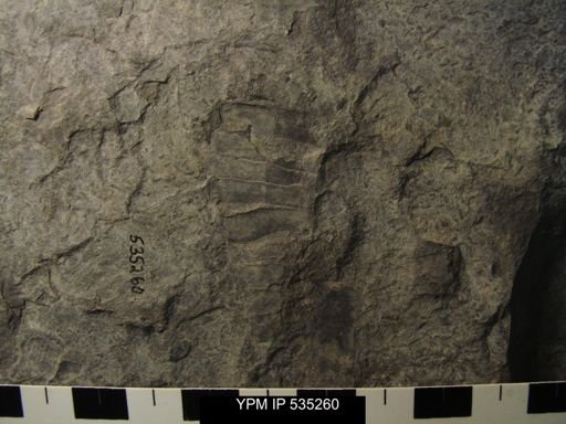 undet. Eurypterida