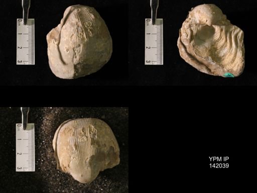 Productus (Linoproductus) lineatus
