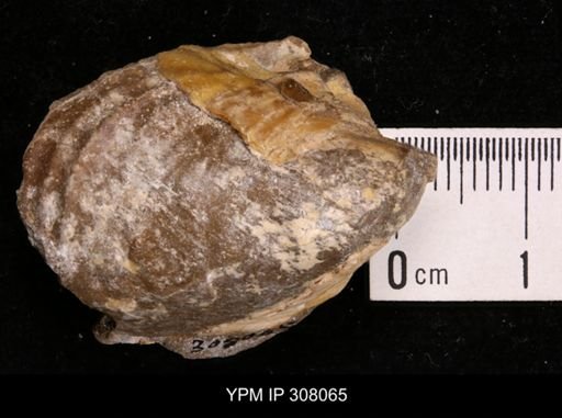 Inoceramus sp.