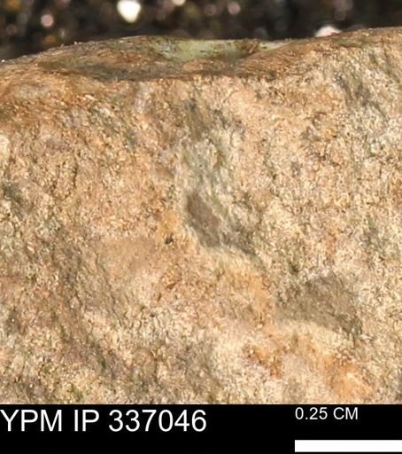 undet. Mollusca