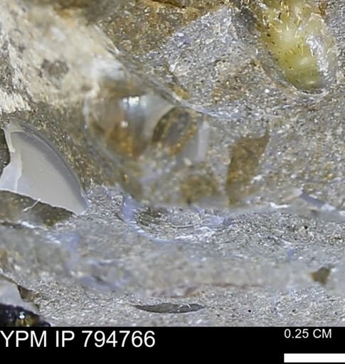 undet. Mollusca