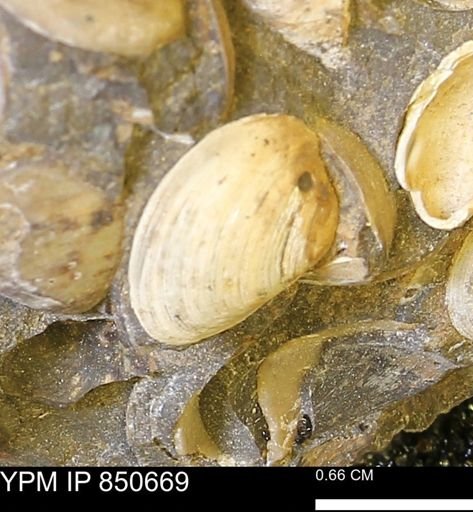 Limopsis striatopunctatus