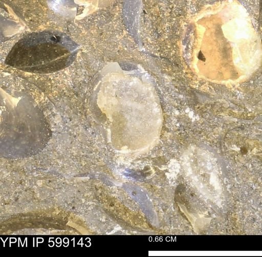 undet. Bryozoa