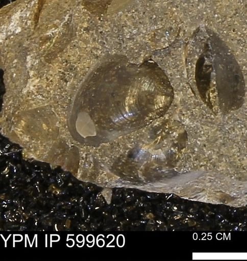 Protocardia subquadrata