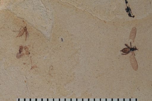 undet. Diptera