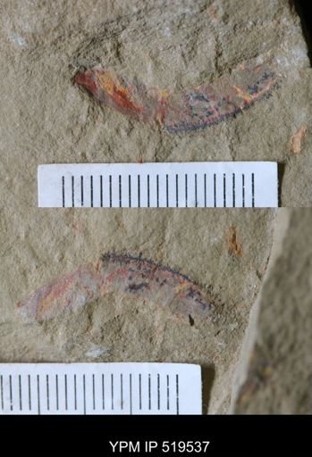 undet. Arthropoda