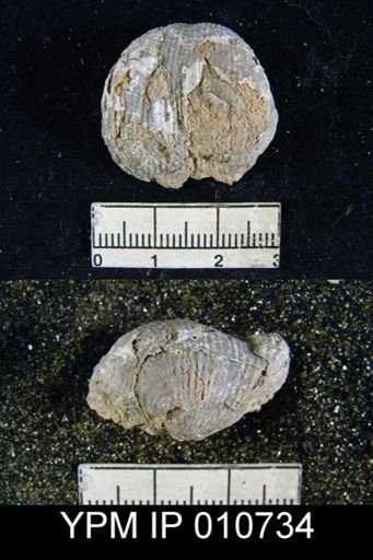 Productus dartoni