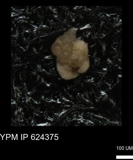 undet. Heterohelicidae