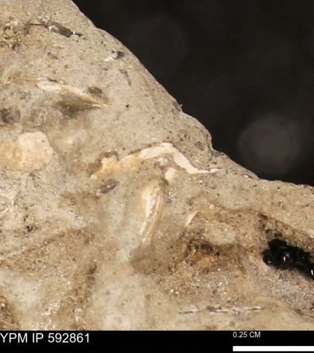 undet. Mollusca