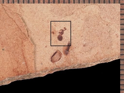 Hymenoptera?