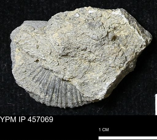 Stropheodonta sp.