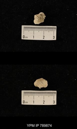 undet. Brachiopoda