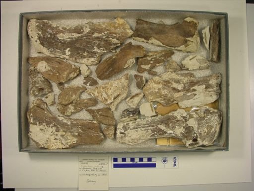 Xiphactinus audax