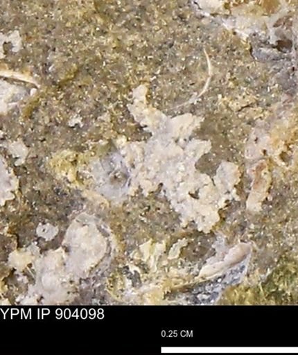 undet. Mollusca