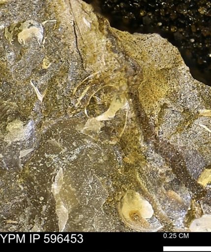 undet. Mollusca