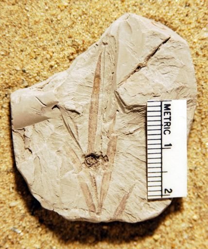 Sequoia heterophylla