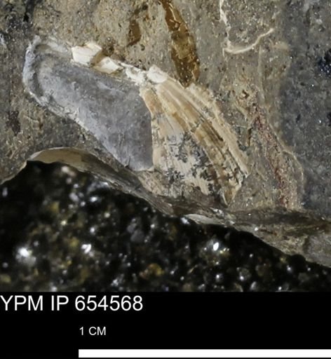 undet. Mollusca