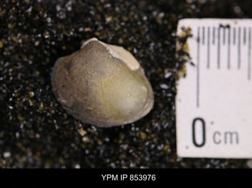 Limopsis striatopunctatus