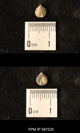 Camarotoechia whitei