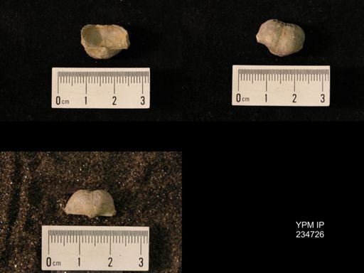 Marginifera splendens