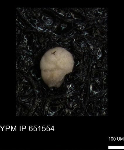 undet. Foraminiferida