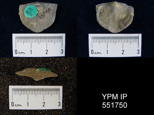 Strophonella sp.