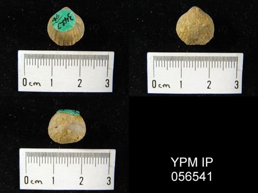 Uncinulus sp.