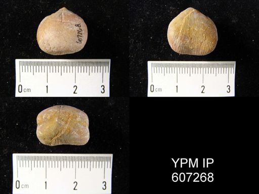 Uncinulus sp.