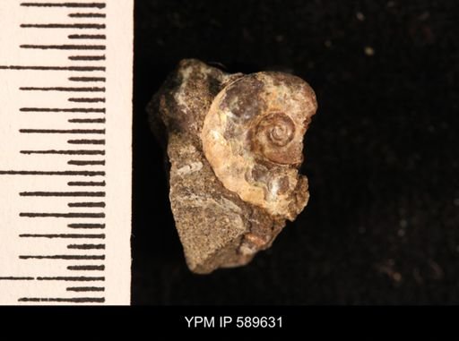Hoploscaphites comprimus