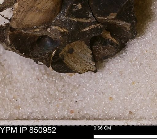 Limopsis striatopunctatus