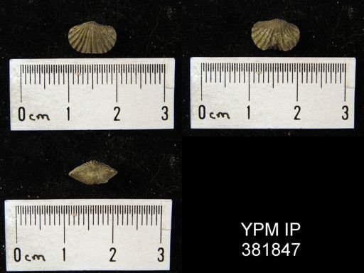 Platystrophia sp.