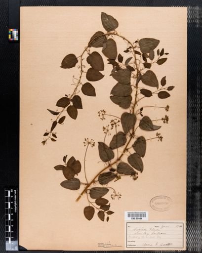 Smilax herbacea