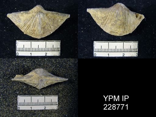 Neospirifer triplicatus