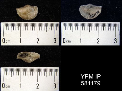 Strophonella?