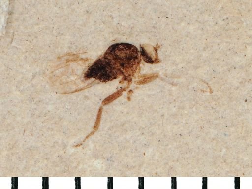 Pipunculidae?