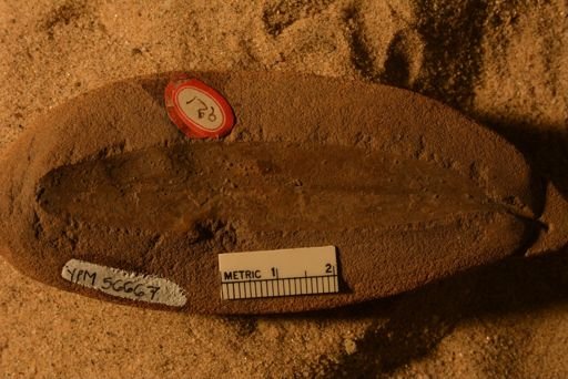 Andromeda sp.