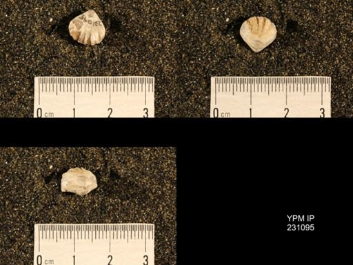 Wellerella truncata