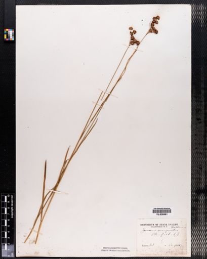 Juncus marginatus