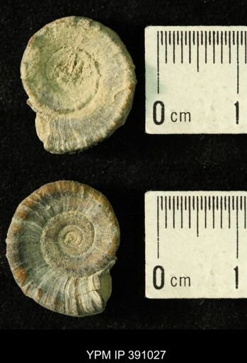 Amphiscapha catilloides